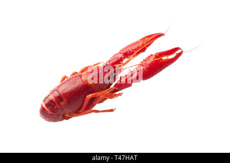 Boiled red crawfish isolated on white background Stock Photo