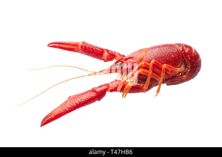 Boiled red crawfish isolated on white background Stock Photo