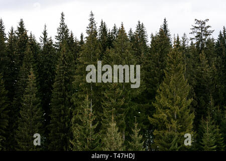Detailed texture of conifer forest on hill close up, Background of tree tops on mountainside. 2019 Stock Photo
