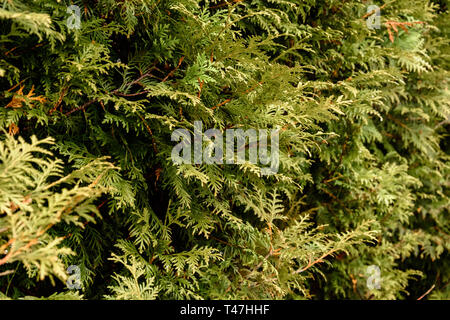 Detailed texture of conifer forest on hill close up, Background of tree tops on mountainside. 2019 Stock Photo