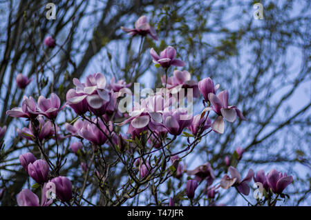 Blossoms and buds of magnolia tree opening in the spring,  subfamily Magnolioideae of the family Magnoliaceae Stock Photo