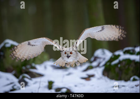 Flying western siberian eagle owl in the forest Stock Photo