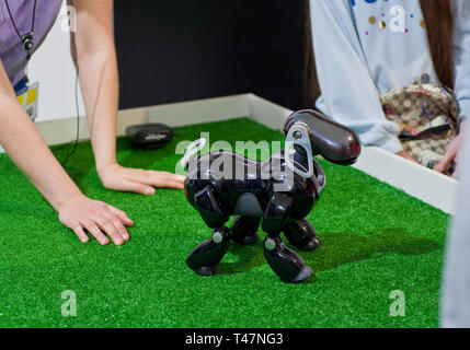 Krasnodar, Russia, March, 2019: festival of robots. Robot dog AIBO executes commands. Stock Photo