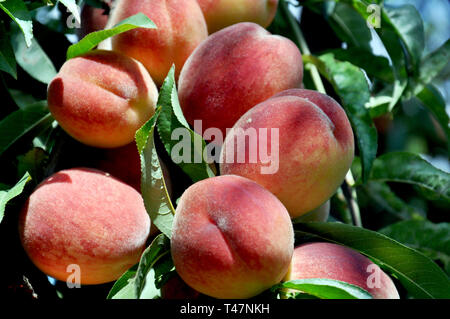 Sweet peaches on peach tree branches in the garden. Natural fruit. Stock Photo
