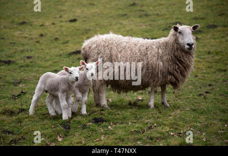 Spring lambs and mother Stock Photo