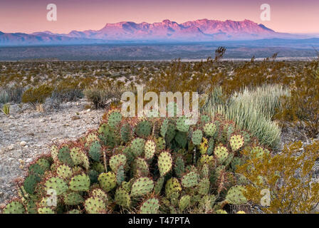 Chisos Mountains in dist at sunrise, prickly pear, lechuguilla agave and creosote bush, from Old Ore Road, Big Bend National Park, Texas, USA Stock Photo