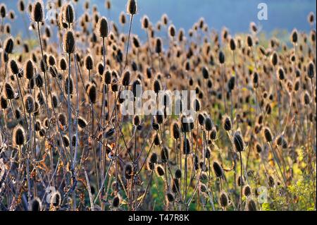 Faded Wild teasels (Dipsacus fullonum) in backlight, Middle Franconia, Bavaria, Germany Stock Photo