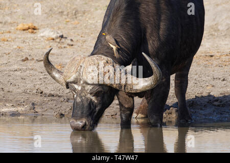 African buffalo (Syncerus caffer), bull drinking at a waterhole with a yellow-billed oxpecker (Buphagus africanus) on the neck, Kruger NP,South Africa Stock Photo