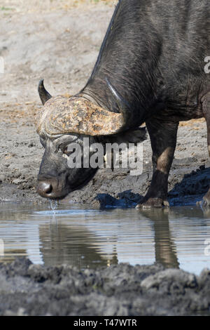 African buffalo (Syncerus caffer), adult male drinking at a waterhole with a red-billed oxpecker (Buphagus erythrorhynchus), Kruger NP, South Africa