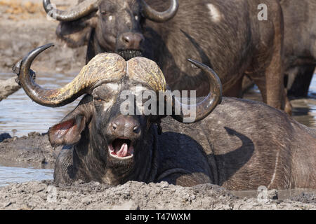 African buffaloes (Syncerus caffer), yawning adult male lying in muddy water, among the herd, at a waterhole, Kruger National Park,South Africa,Africa Stock Photo