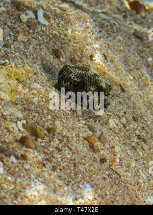 Baby Starry Puffer (Arothron stellatus). Taken at Sharks Bay in Egypt. Stock Photo