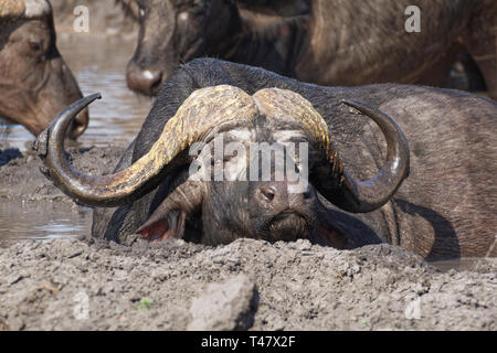 African buffaloes (Syncerus caffer), adult male lying in muddy water, among the herd, at a waterhole, Kruger National Park, South Africa, Africa Stock Photo