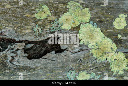 Lynche fungi growing on an old rotten wood, useful background or overlay, texture. Stock Photo