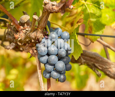 Black grapes growing on the vine in Coonawarra which is considered to be the pre-eminent producer of Cabernet Sauvignon in Australia Stock Photo