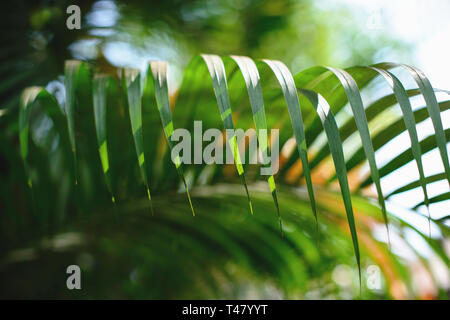 Tropical palm leaves, blurred background. Sunlight on palm leaves at summer. Stock Photo