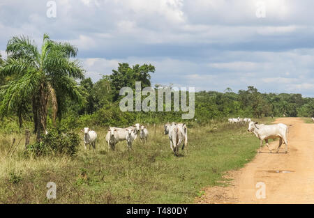 Herd of cows in the middle of a sand road, in the Pampas de Yacuma, in Bolivia. Stock Photo