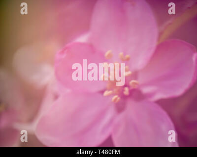 Dreamy pink apple blossom, defocussed blurry romantic effect. Natural spring background. Macro. Stock Photo