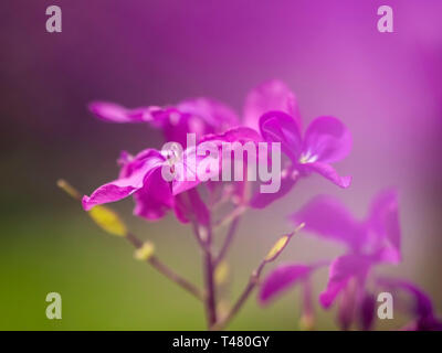 Dreamy purple honesty flowers, Lunaria annua, defocussed blurry romantic effect. Nature in spring abstract background. Stock Photo