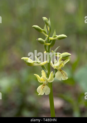Orchis provincialis, the Provence orchid. Pale yellow wild flower, closeup detail. Stock Photo