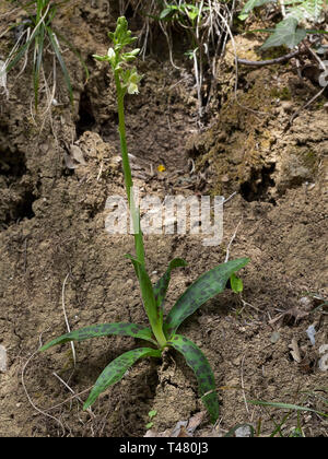 Orchis provincialis, the Provence orchid. Pale yellow wild flower, whole plant with leaves. Stock Photo