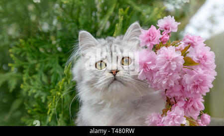 Cute British Longhair cat kitten, black-silver-spotted-tabby, looking curiously, portrait with pink flowering cherry blossoms in a garden in spring