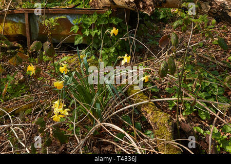 Wild daffodils on an ancient woodland floor in the Kent countryside in spring, England, United Kingdom, Europe Stock Photo