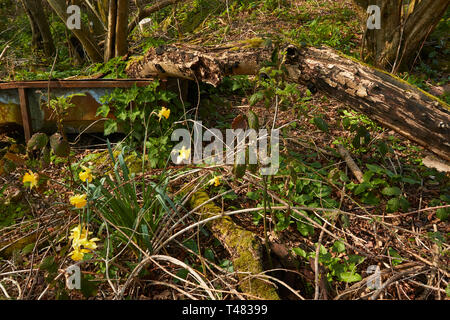Wild daffodils on an ancient woodland floor in the Kent countryside in spring, England, United Kingdom, Europe Stock Photo