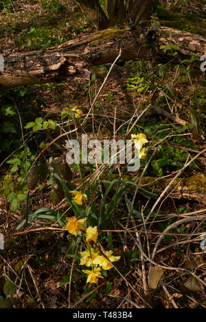 Wild daffodils on an ancient woodland floor in the Kent countryside in spring, England, United Kingdom, Europe Stock Photo