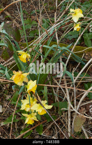 Wild daffodils on an ancient woodland floor in the Kent countryside in spring, England, United Kingdom, Europe Stock Photo