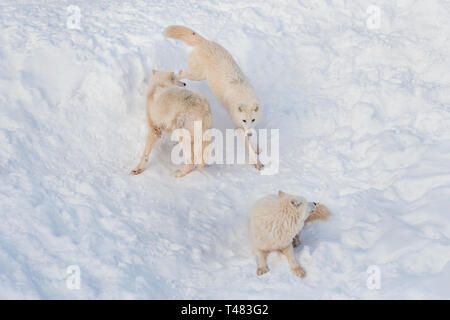 Three wild alaskan tundra wolves are playing on white snow. Canis lupus arctos. Polar wolf or white wolf. Animals in wildlife. Stock Photo