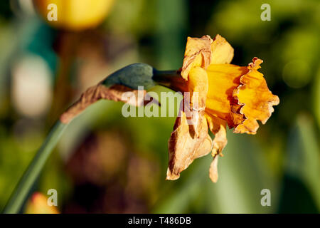 Dying daffodil flower head in the late spring sunshine of an urban garden in London, England Stock Photo