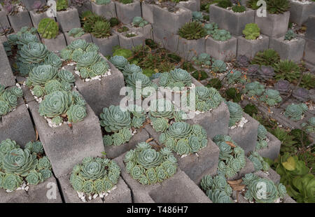 Succulent cactus garden made of cinder blocks Stock Photo