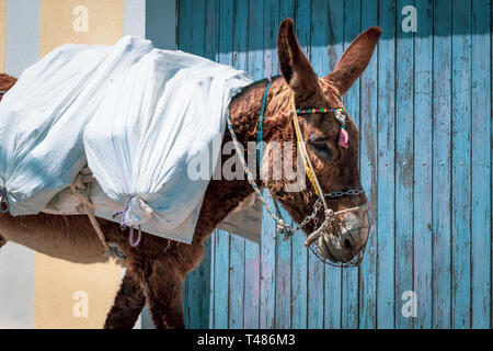 A donkey transports a load of sacks through the winding streets of the historic town on the enchanting island of Santorini. Stock Photo