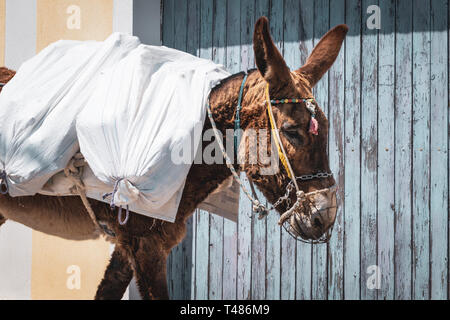 A donkey transports a load of sacks through the winding streets of the historic town on the enchanting island of Santorini. Stock Photo