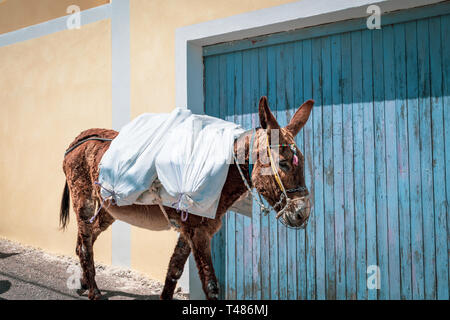 A donkey transports a load of sacks through the winding streets of the historic town on the enchanting island of Santorini. Stock Photo