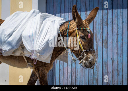 A donkey transports a load of sacks through the winding streets of the historic town on the enchanting island of Santorini. Stock Photo