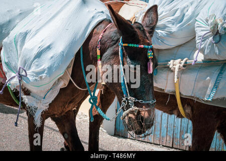 A donkey transports a load of sacks through the winding streets of the historic town on the enchanting island of Santorini. Stock Photo