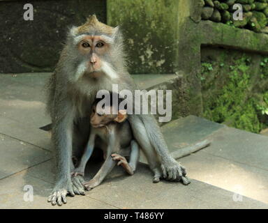 Mother monkey with infant Stock Photo