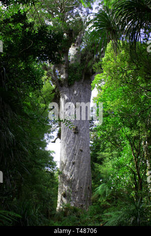 Tāne Mahuta, giant kauri tree (Agathis australis) in the Waipoua Forest of Northland Region, New Zealand Stock Photo