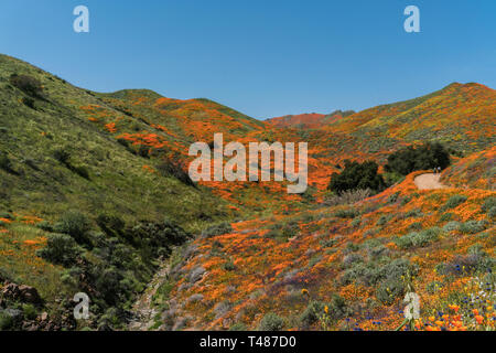The Beautiful explosion of wild poppies hits California Stock Photo