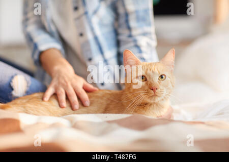 Beautiful Ginger Cat at Home Stock Photo