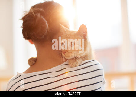 Ginger Cat Embracing Owner Stock Photo