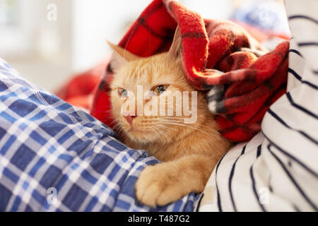 Ginger Cat Wrapped in Cozy Blanket Stock Photo