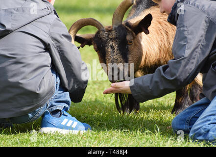 Children Feeding a Goat at a Petting Zoo Stock Photo