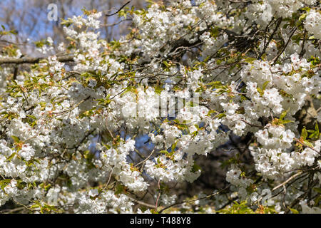 Close up of Prunus Shirotae a white flowering cherry tree blossoming in an English garden in spring, England, UK Stock Photo