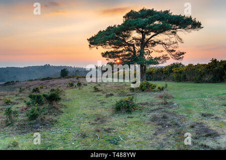 Sunset over a lone pine tree at Bratley View in the New Forest National Park in Hampshire