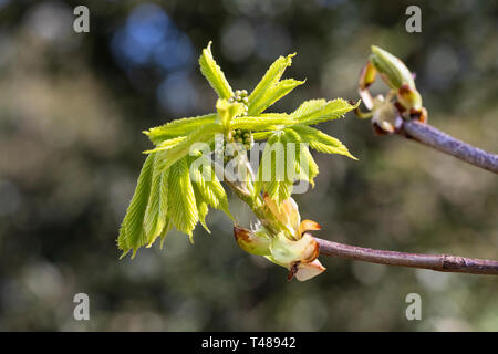 Aesculus Hippocastanum - common Horse Chestnut new spring leaves and flower bud against a blurred background, April, England, UK Stock Photo