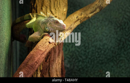 closeup of a chameleon on a branch, colorful iguana in the colors green and black, tropical reptile from madagascar Stock Photo