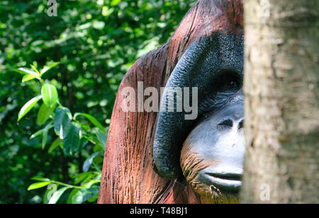 wooden Orang Urang monkey portrait in a sunny day. Stock Photo
