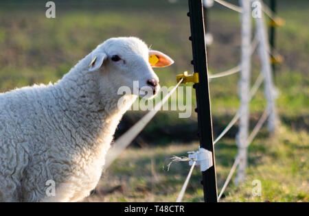 sheep in a field near an electric fence Stock Photo